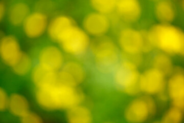 image of yellow flower bokeh