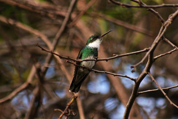 hummingbird close up portrait