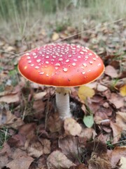 fly agaric mushroom