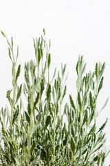 Green Lavender bush