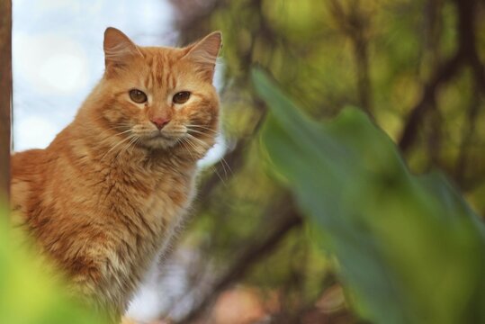 Download Funny Orange Tabby Cat Pfp Wallpaper