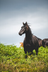 Obraz premium black horse in field