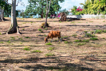 Brown cow eating grass on the dry field