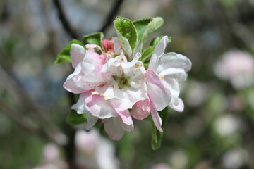 
Delicate pink flowers bloom on the branches of an apple tree on a sunny spring day