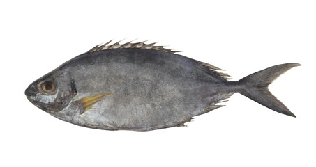 Fine-spotted rabbitfish or spinefoot isolated on white background