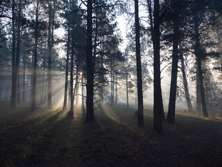 Fototapeta premium Bright sun rays filter through trees in a pine forest