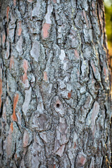 Background texture of tree bark. Skin the bark of a tree that traces cracking.