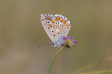 Fototapeta na wymiar Adonis blue (Lysandra bellargus, Polyommatus bellargus) butterfly