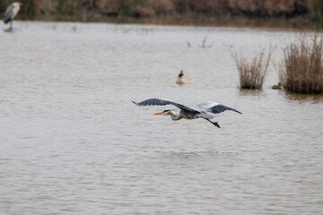 garza volando