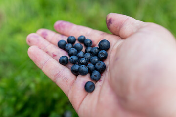 Holding cranberries in the hand in mountain environment