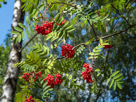 Looking up at red berries and green leaves in a rowan tree with a blue sky background