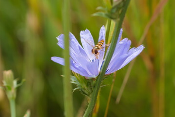 ハナアブとチコリ