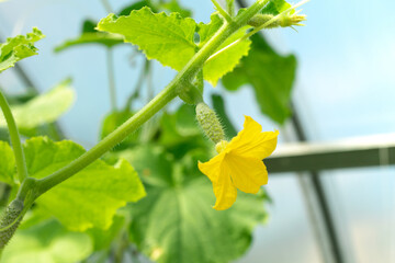 Young cucumber in greenhouse. Closeup