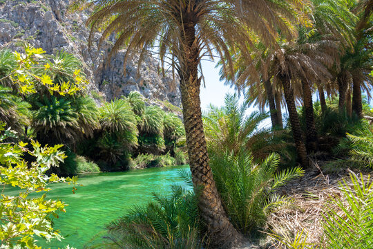 palmenwald in preveli kreta