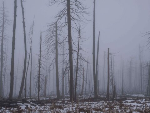 Towering barren trees in dense fog in the aftermath of a forest fire