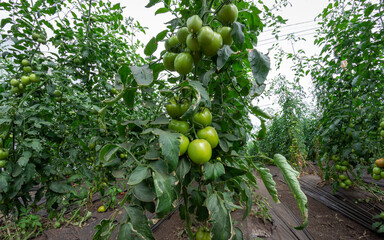 Photograph of a tomato crop of green and red color, in the Valle del Cauca Colombia.