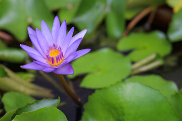 close up lotus flower purple color is so beautiful in garden at thailand