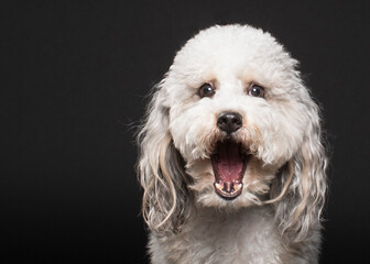 Dramatic studio headshot of shaggy white dog looking surprised  with big open mouth on black background - obrazy, fototapety, plakaty