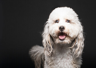 Dramatic studio headshot of shaggy white dog looking surprised on black background