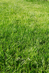 green grass textured background close up