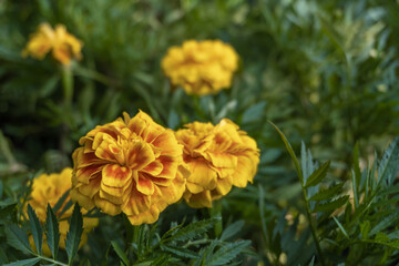 Close up of French marigold flower (Tagetes patula L.) in the garden on summer time.