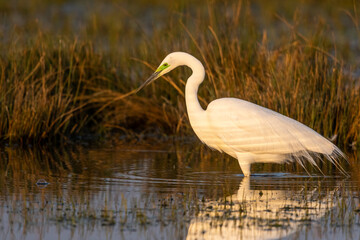 Grande Aigrette (Ardea alba - Great Egret)