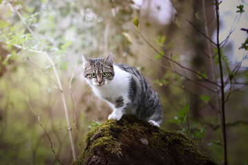 Cat in forest