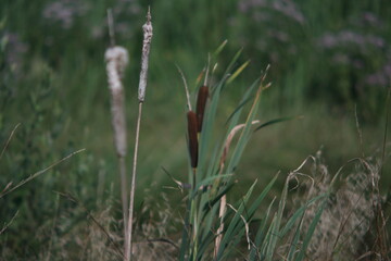 reeds on the river