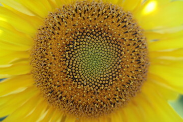 Sunflower edge, geometry in nature