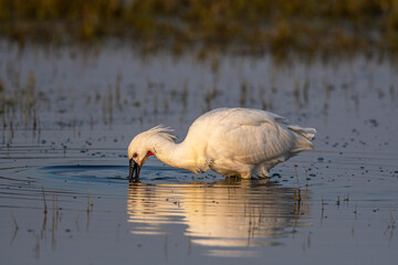 Spatule blanche (Platalea leucorodia - Eurasian Spoonbill)