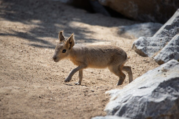 Fototapeta premium Young alert patagonian hare walking on sand