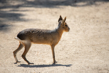 Adult patagonian hare also known as mara, on alert