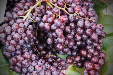 A bunch of purple grapes without seeds