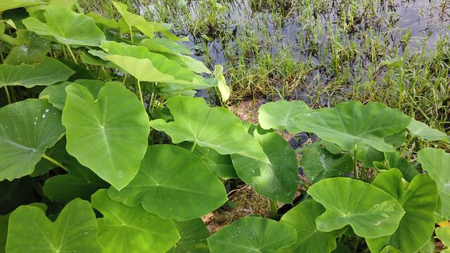 Rain drops falling onto Elephant Ear Plant