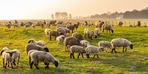 Moutons de pré salés en baie de Somme - obrazy, fototapety, plakaty
