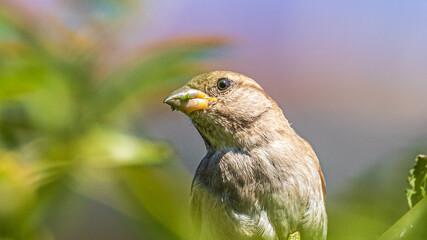 sparrow on a branch
