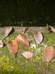 Fallen leaves