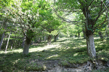 Rural Landscape in the early Morning in the Ardeche, France