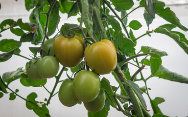 Photograph of a tomato crop of green and red color, in the Valle del Cauca Colombia.