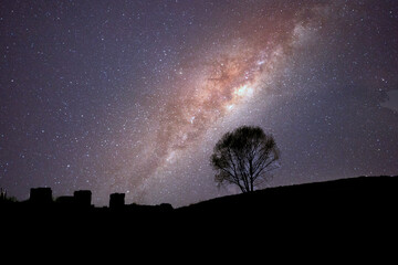 Lone tree silhouette under starry night sky