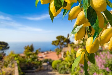 Lemon garden in Capri island ready for harvest. Bunches of fresh yellow ripe lemons with green leaves.