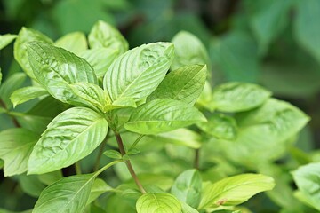 Horapha(Thai: โหระพา), Thai Basil (Ocimum basilicum) grow in the herb garden. Thai...