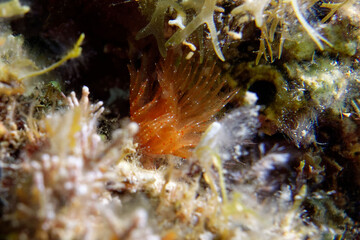 Red Smooth calcareous tube-worm (Protula tubularia) in Mediterranean Sea