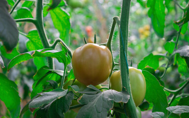 Photograph of a tomato crop of green and red color, in the Valle del Cauca Colombia.