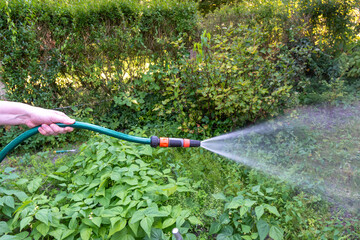 watering the garden