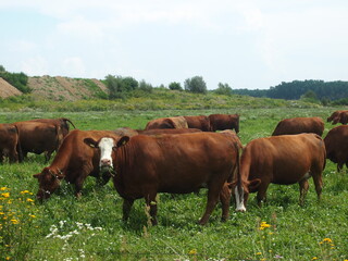 Naklejka na ściany i meble Bonsmara cows in meadow