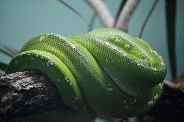 Large green snake on a tree branch