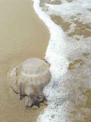 Medusa morta in riva al mare in estate