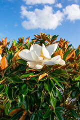 Magnolia In New Orleans 