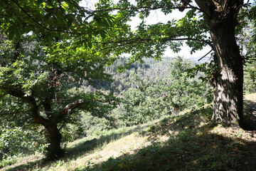 Rural Landscape in the early Morning in the Ardeche, France
